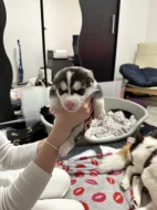 Šteňatá čistokrvné husky