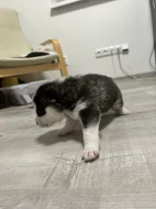 Šteňatá čistokrvné husky