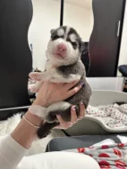 Šteňatá čistokrvné husky