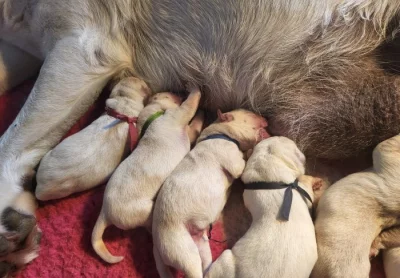 Štěňátka labradorsky retrívr