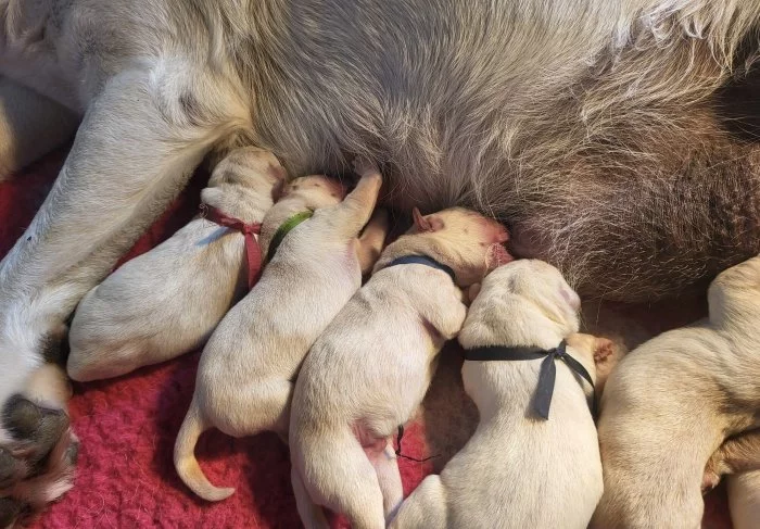 Štěňátka labradorsky retrívr