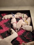 Štěňátka labradorsky retrívr