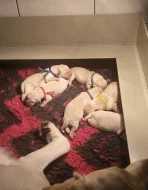 Štěňátka labradorsky retrívr