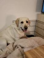 Štěňátka labradorsky retrívr