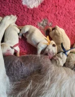 Štěňátka labradorsky retrívr