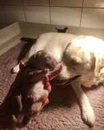 Štěňátka labradorsky retrívr