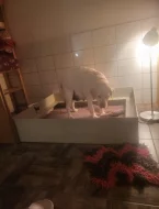 Štěňátka labradorsky retrívr