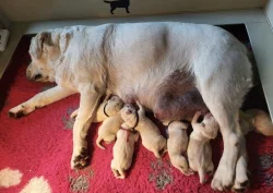 Štěňátka labradorsky retrívr