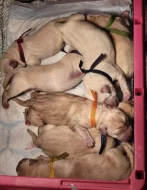 Štěňátka labradorsky retrívr