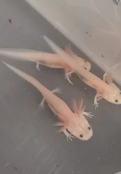 Axolotl mexický - leucistic