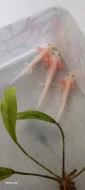 Axolotl mexický - leucistic