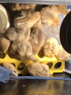 Šumavanka Velká Násadové vejce