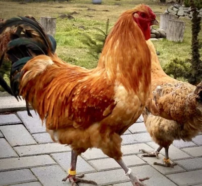 Šumavanka Velká Násadové vejce