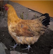 Šumavanka Velká Násadové vejce