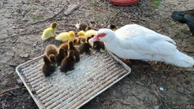 Pižmovka s káčaty