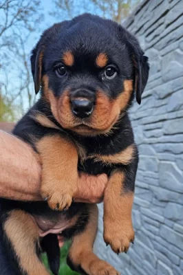 Štěně rotvajlera s PP – fenka k odběru
