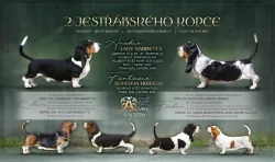 Štěňata basset hound