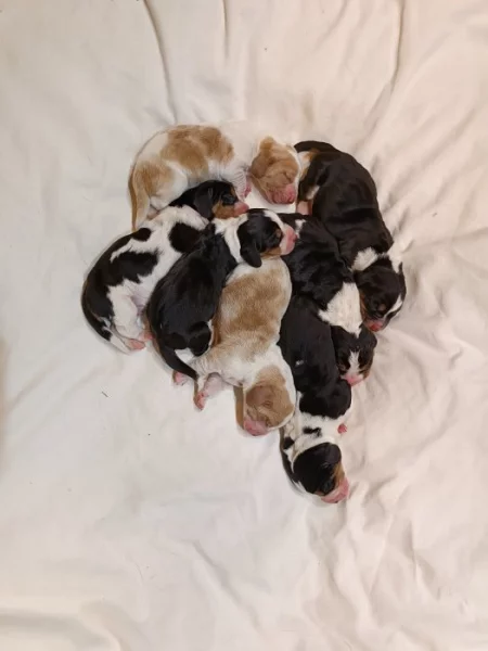 Štěňata basset hound