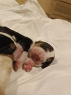 Štěňata basset hound
