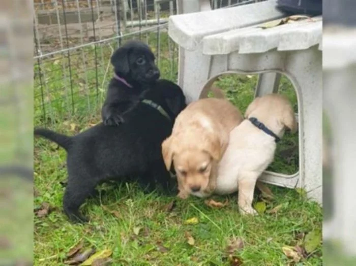 Labradorský retriever bez PP