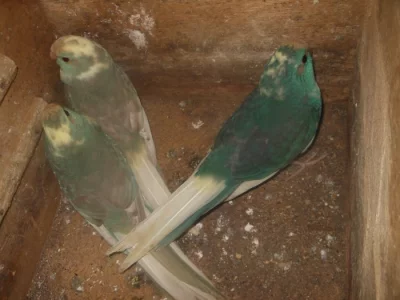 Kakarik