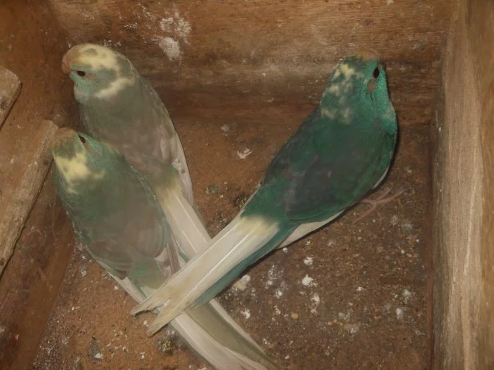 Kakarik