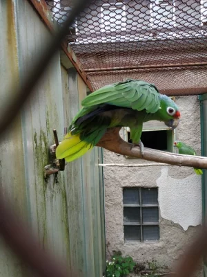 Amazoňan žlutolící salvini