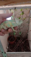 Chameleon jemenský (Chamaeleo calyptratus)