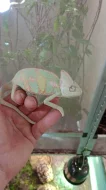 Chameleon jemenský (Chamaeleo calyptratus)