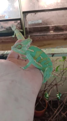 Chameleon jemenský (Chamaeleo calyptratus)