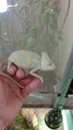 Chameleon jemenský (Chamaeleo calyptratus)