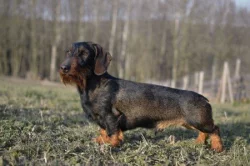 Jezevčík drsnosrstý