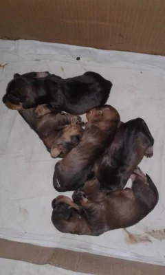 Jezevčík drsnosrstý