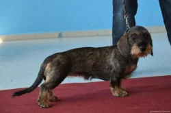 Jezevčík drsnosrstý