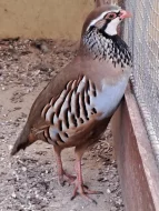 Orebice rudá - kohoutek