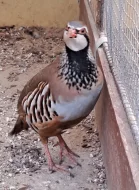 Orebice rudá - kohoutek