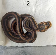 krajta kobercová ( morelia spilota)