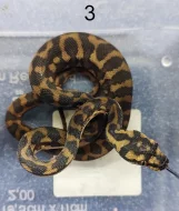 krajta kobercová ( morelia spilota)