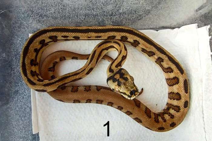 krajta kobercová ( morelia spilota)