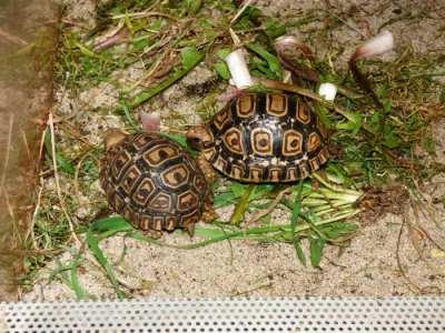 Želva pardálí (Stigmochelys pardalis)