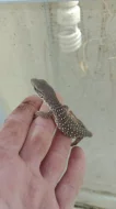 Varan stepní (Varanus exanthematicus)
