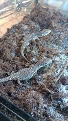 Varan stepní (Varanus exanthematicus)