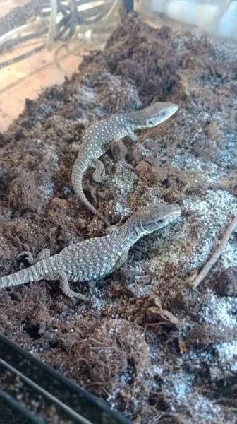 Varan stepní (Varanus exanthematicus)