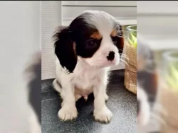 Kavalír King Charles španěl s PP
