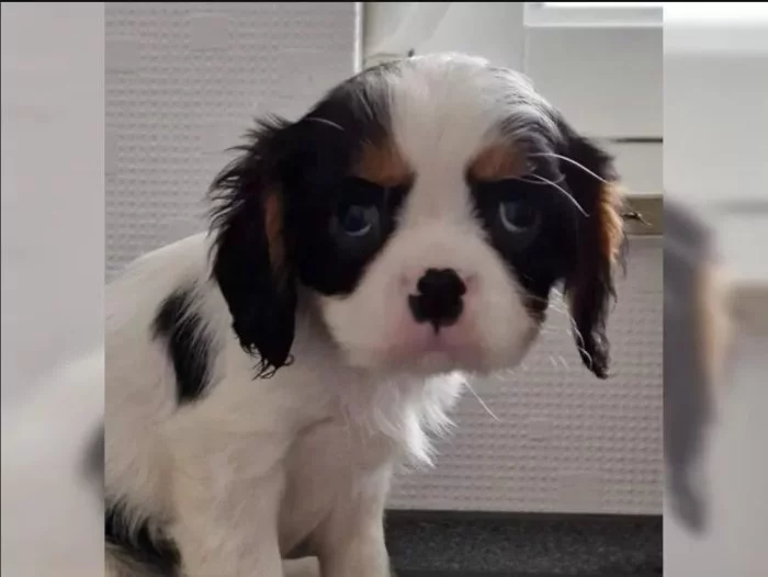 Kavalír King Charles španěl s PP
