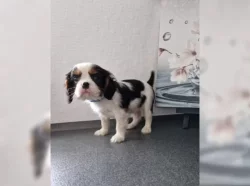 Kavalír King Charles španěl s PP