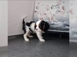 Kavalír King Charles španěl s PP