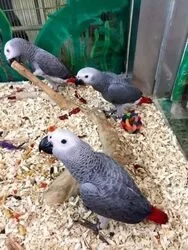 Prodám papoušky šedé