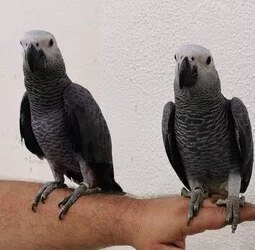Samci a samice afrických papoušků šedých připraveni