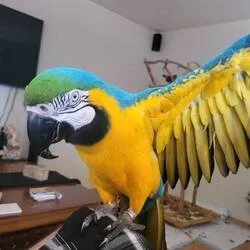 Modré a zlaté papoušky ara na prodej